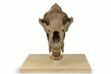 Fossil Cave Bear (Ursus spelaeus) Skull - Extremely Large! #240205-3